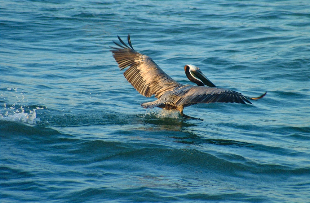 (43) Dscf0972 (pelicans).jpg   (1000x656)   298 Kb                                    Click to display next picture